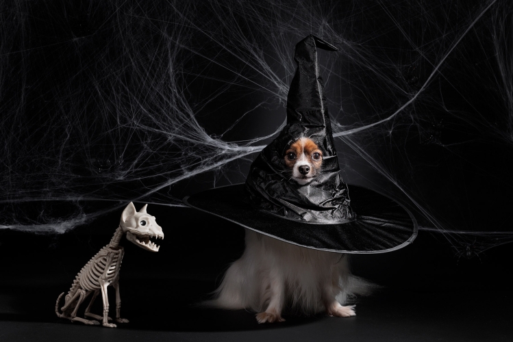 Halloween fotenie